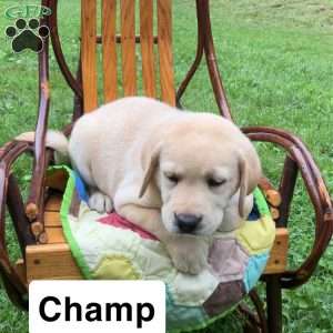Champ, Yellow Labrador Retriever Puppy