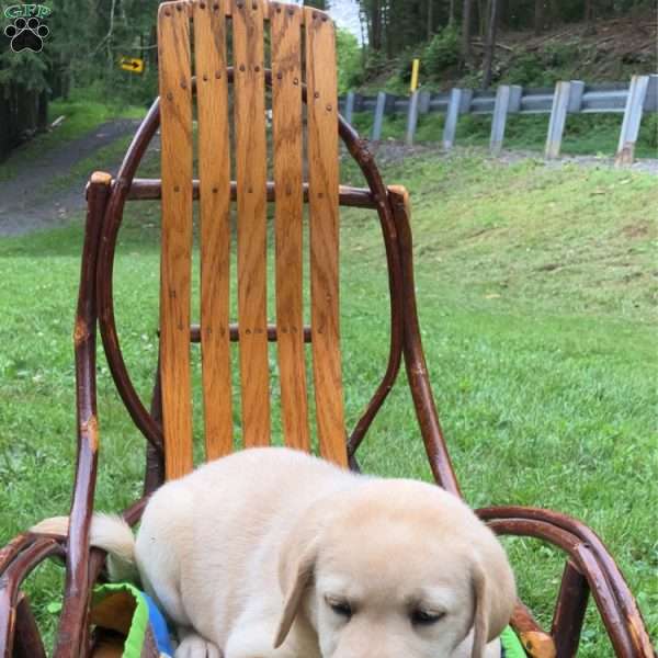 Champ, Yellow Labrador Retriever Puppy
