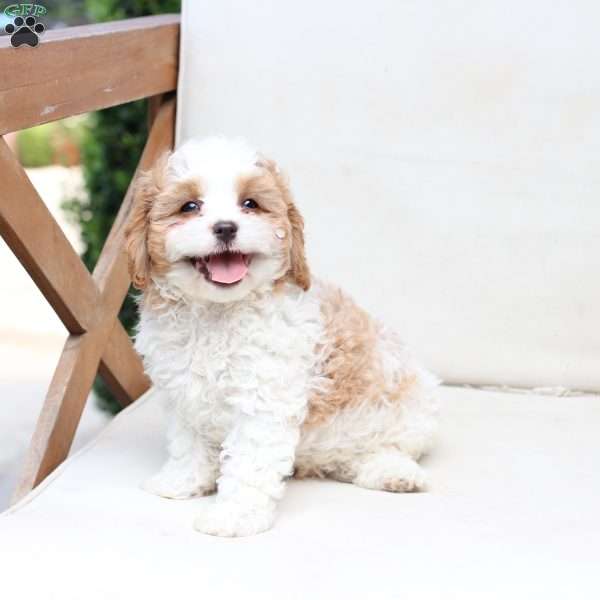 Winston, Cavapoo Puppy