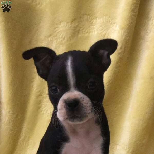 Bella, Bugg Puppy