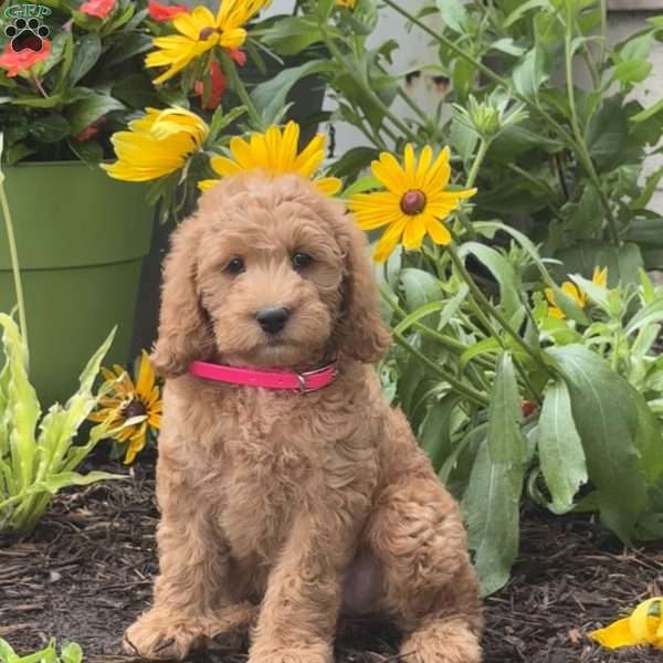 Roxi, Mini Labradoodle Puppy