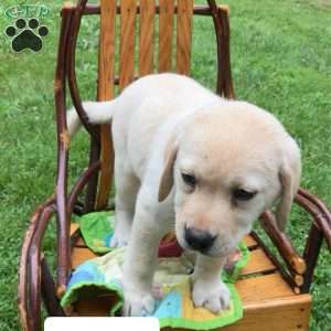 Angel, Yellow Labrador Retriever Puppy