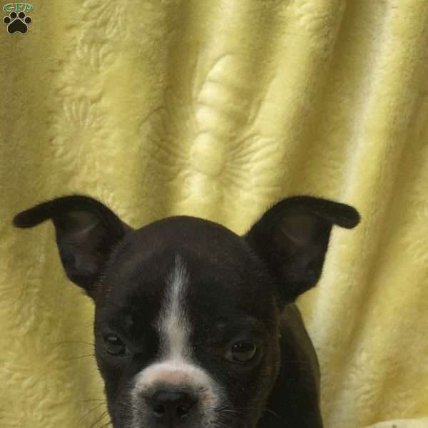 Brody, Bugg Puppy
