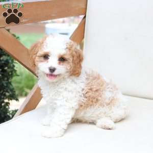 Winston, Cavapoo Puppy