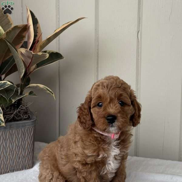 Candy, Cockapoo Puppy