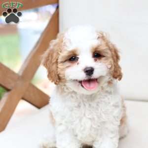 Winston, Cavapoo Puppy