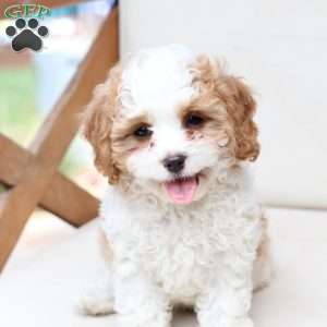 Winston, Cavapoo Puppy