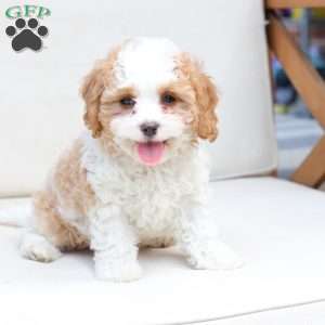 Winston, Cavapoo Puppy