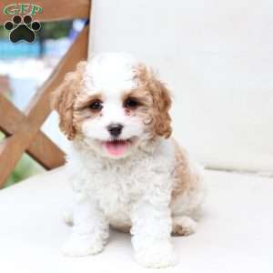 Winston, Cavapoo Puppy