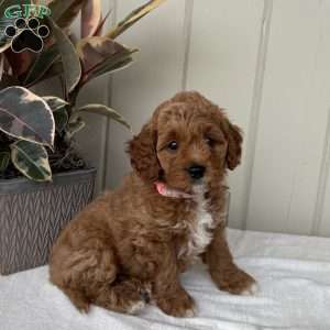 Candy, Cockapoo Puppy