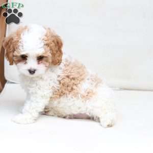 Winston, Cavapoo Puppy