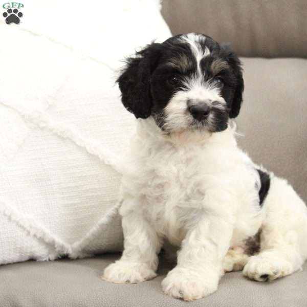 Rowan, Cavapoo Puppy