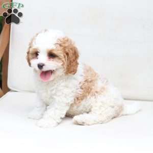 Winston, Cavapoo Puppy