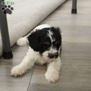 Rowan, Cavapoo Puppy