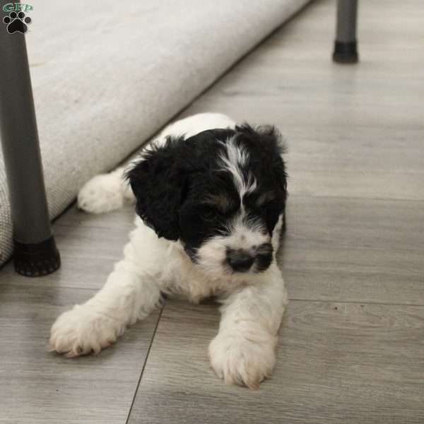 Rowan, Cavapoo Puppy