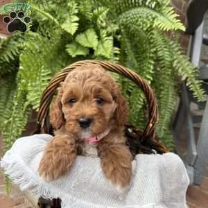 Candy, Cockapoo Puppy