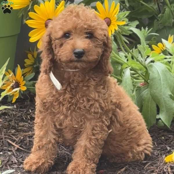 Sugar, Mini Labradoodle Puppy
