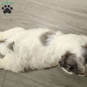 Aspen, Cavapoo Puppy