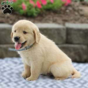 Alaska, Golden Retriever Puppy
