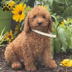 Sugar, Mini Labradoodle Puppy