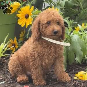 Sugar, Mini Labradoodle Puppy