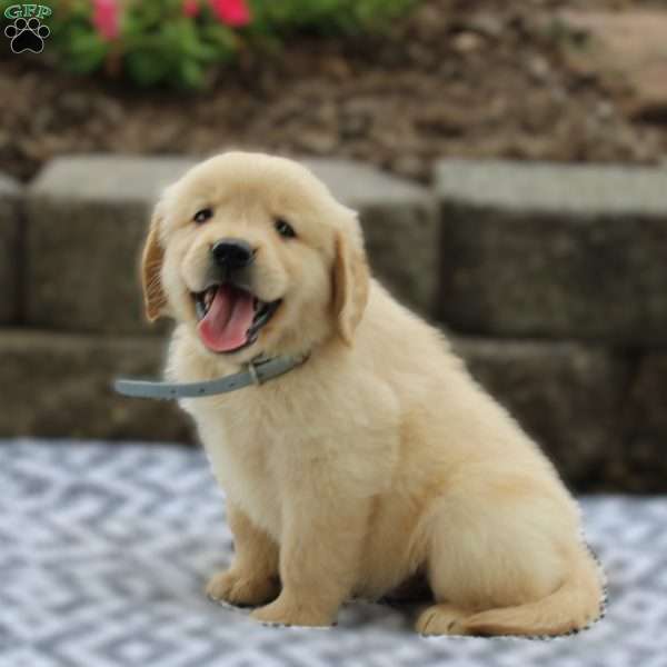 Alaska, Golden Retriever Puppy