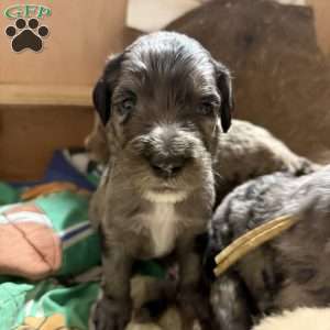Perry, Sheepadoodle Puppy
