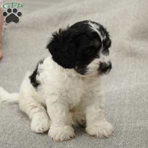 Rowan, Cavapoo Puppy