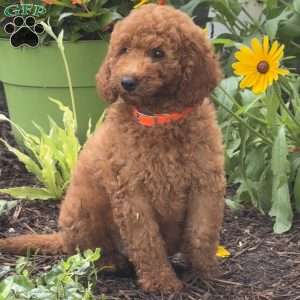 Scotty, Mini Labradoodle Puppy