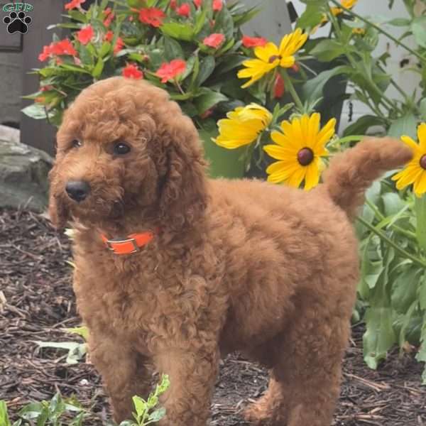 Scotty, Mini Labradoodle Puppy