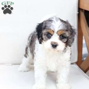 Walter, Cavapoo Puppy