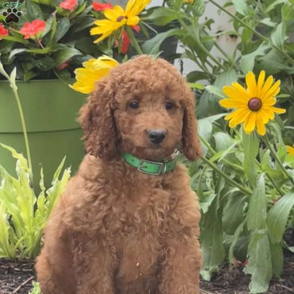 Stella, Mini Labradoodle Puppy