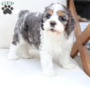 Walter, Cavapoo Puppy