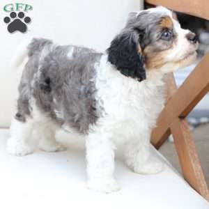 Walter, Cavapoo Puppy
