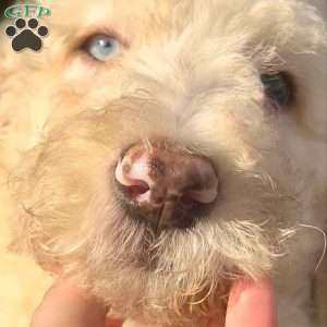 Blue, Goldendoodle Puppy