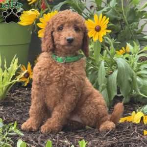 Stella, Mini Labradoodle Puppy
