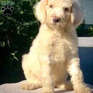 Blue, Goldendoodle Puppy