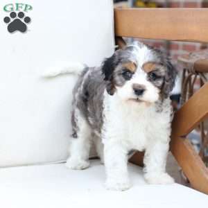 Walter, Cavapoo Puppy