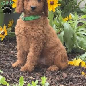 Stella, Mini Labradoodle Puppy