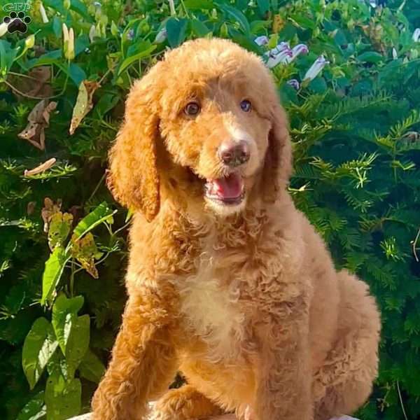 Mr. Red, Goldendoodle Puppy