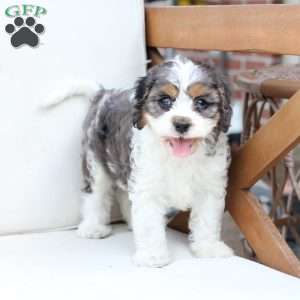Walter, Cavapoo Puppy
