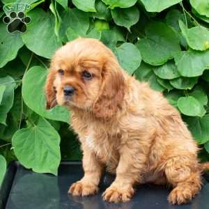 Cuddles, Cavalier King Charles Spaniel Puppy