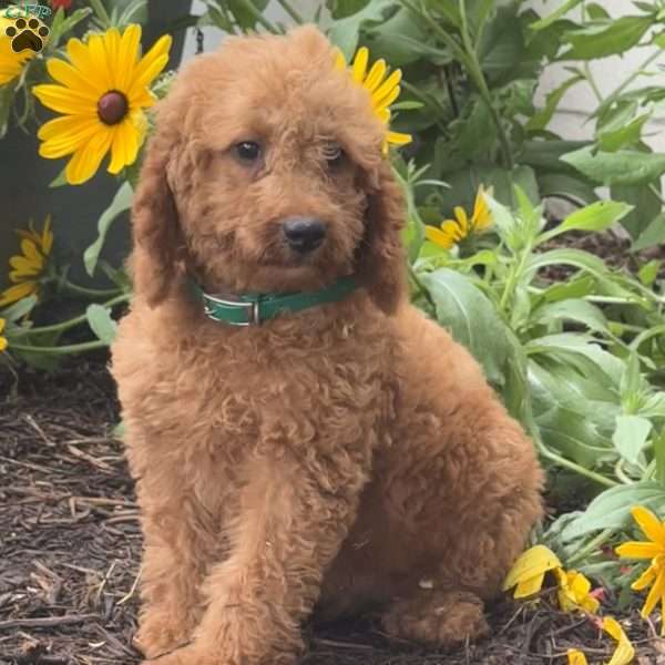 Sparkle, Mini Labradoodle Puppy