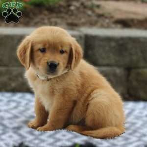 Alexis, Golden Retriever Puppy