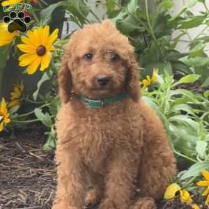 Sparkle, Mini Labradoodle Puppy