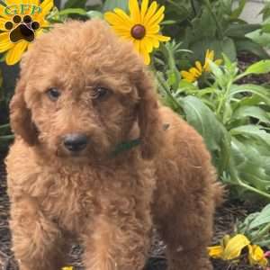 Sparkle, Mini Labradoodle Puppy