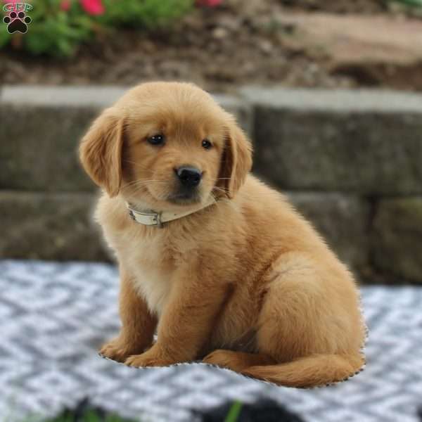 Alexis, Golden Retriever Puppy