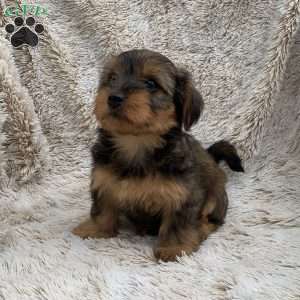 Kira, Yorkie Poo Puppy