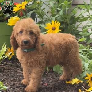 Sparkle, Mini Labradoodle Puppy