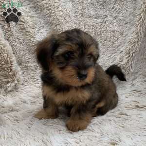 Kira, Yorkie Poo Puppy